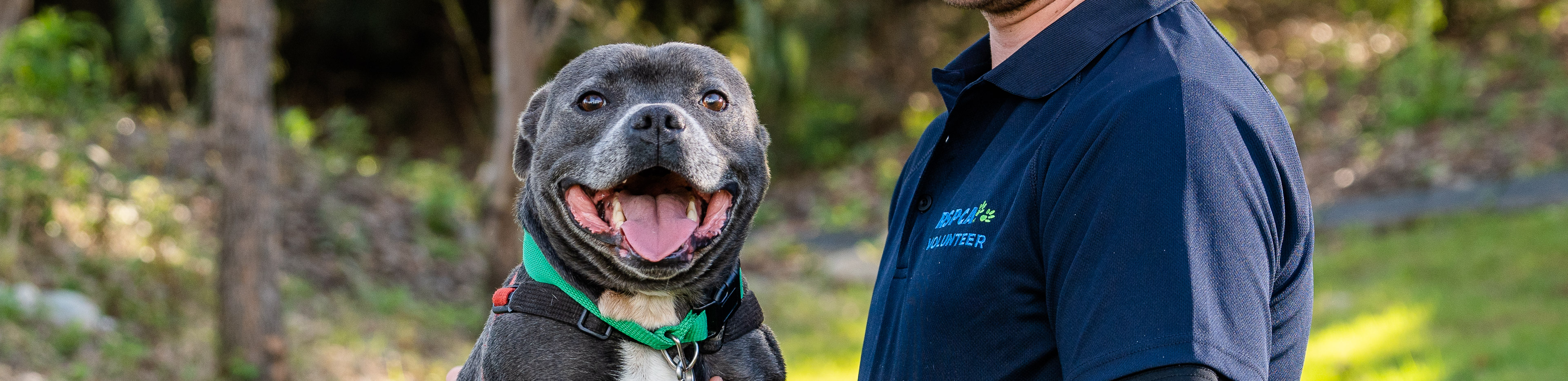 dental care for pets staffy